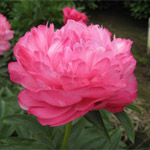 Peony - 10 Pink