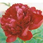 Peony - 10 Red Charm