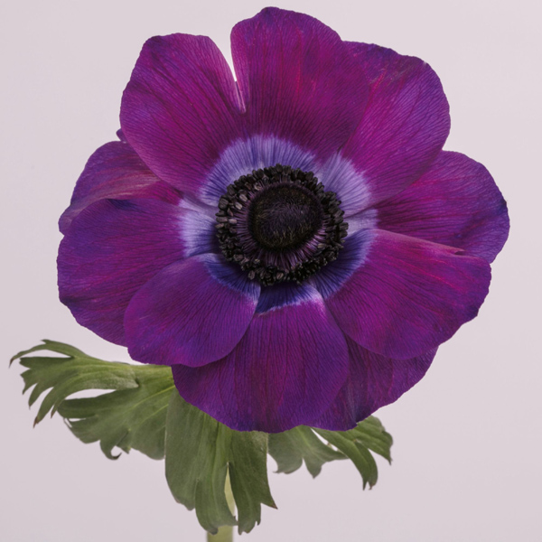 Anemone - Viola