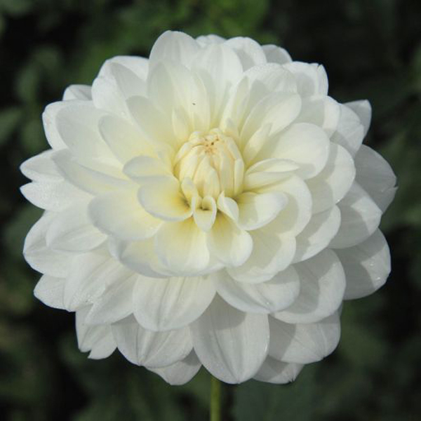 Dahlias - 10 White