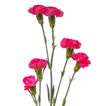 (image for) Mini Carnations - Hot Pink