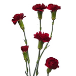 (image for) Mini Carnations - Burgundy