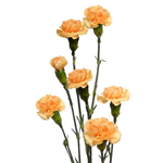 Mini Carnations - Peach