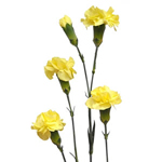 (image for) Mini Carnations - Yellow