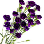 (image for) Mini Carnations - Purple