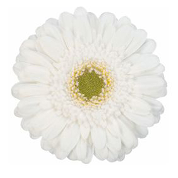 Mini Gerbera - 10 Stems White/Green Center