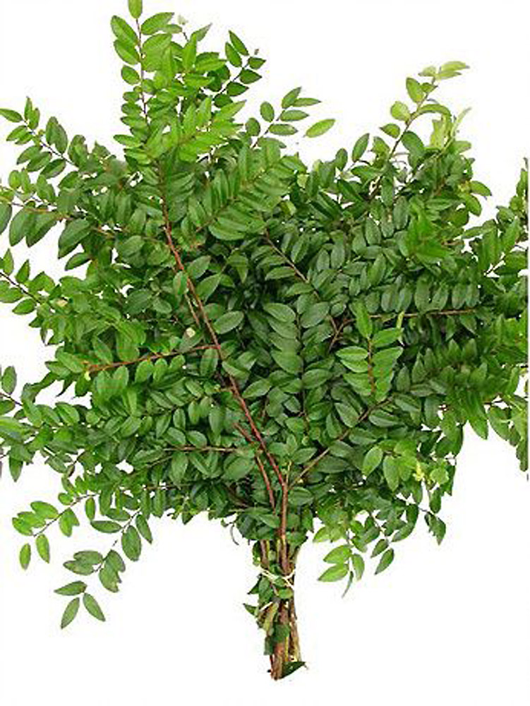 (image for) Huckleberry