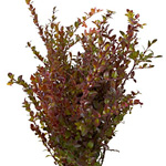 (image for) Huckleberry - Red