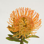 Pin Cushion Protea - 5 Stems Lt. Orange