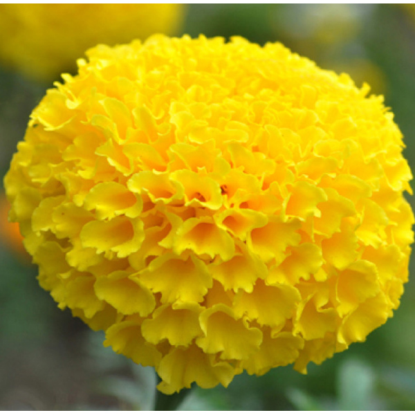 Marigolds - Yellow