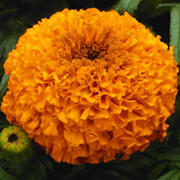 Marigolds - Orange