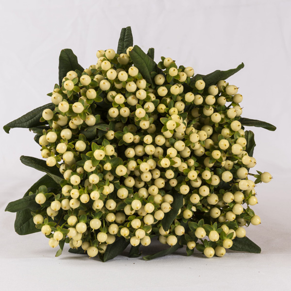 Hypericum - White