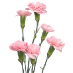 (image for) Mini Carnations - Light Pink