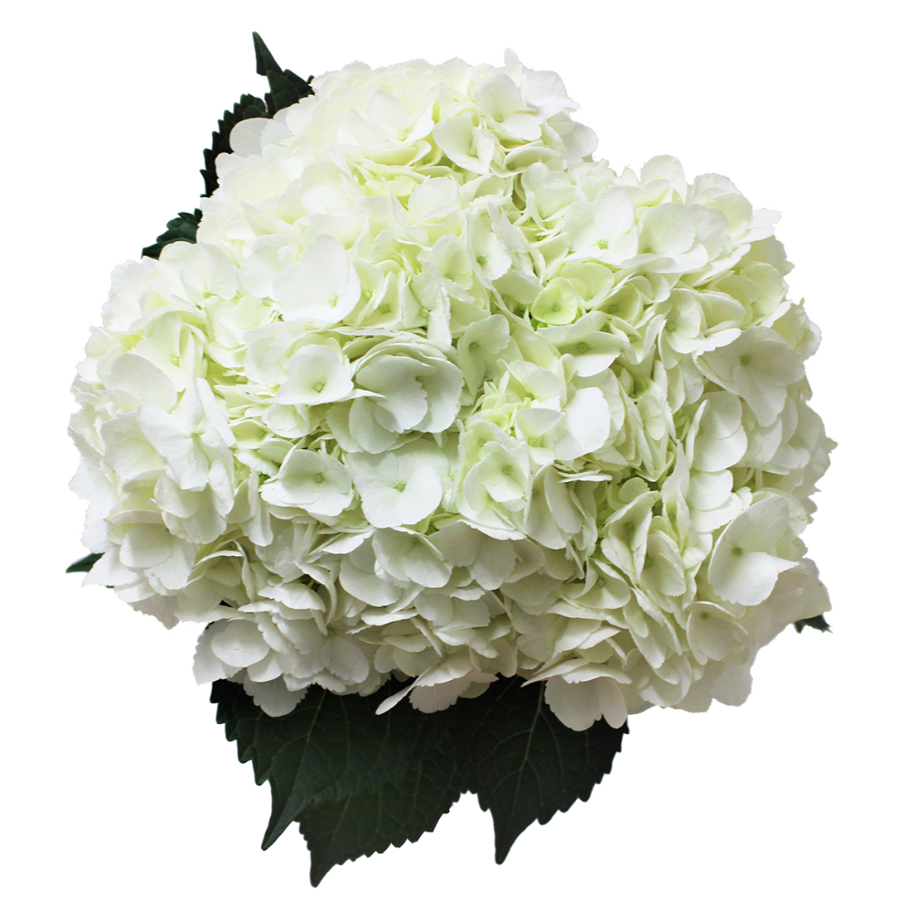 (image for) White Hydrangeas Hydrangea — 5 Stems