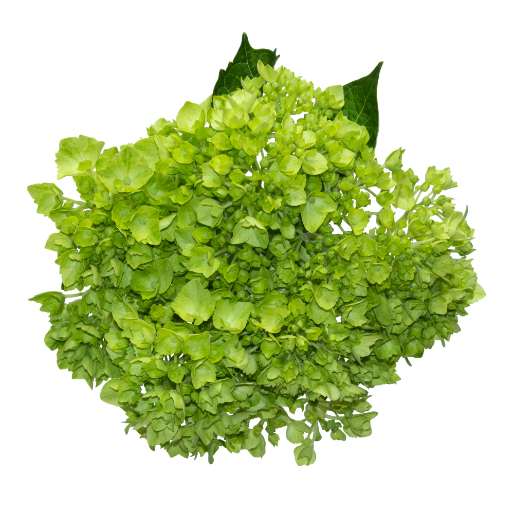(image for) Mini-Green Hydrangeas Hydrangea — 5 Stems