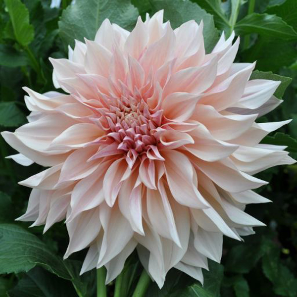 Dahlias - 5 Cafe Au Lait