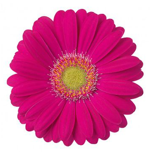 Mini Gerbera - 10 Stems Hot Pink/Green Center