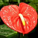 (image for) Orange Anthurium — 5 Stems