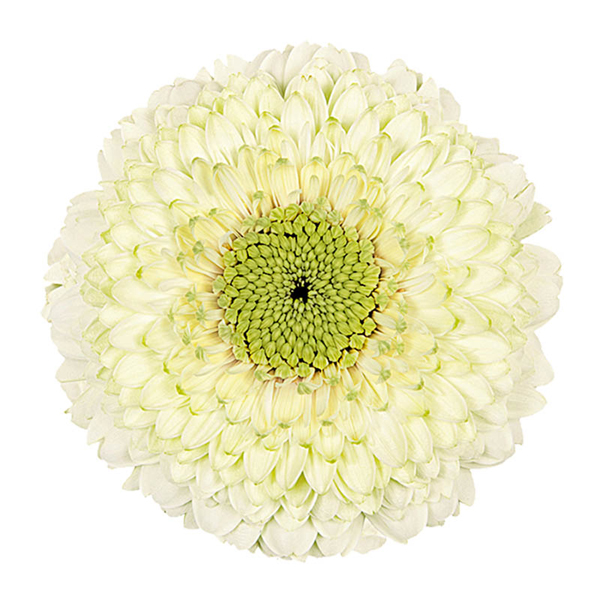 Gerbera Gerrondo - 10 Stems White