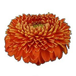 Orange Pomponi Gerberas — 10 Stems (image for) Orange Pomponi Gerberas — 10 Stems