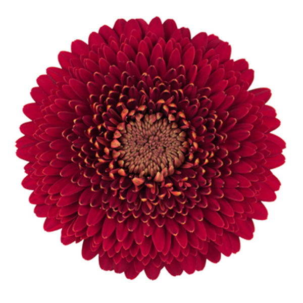 Gerbera Gerrondo - 10 Stems Red