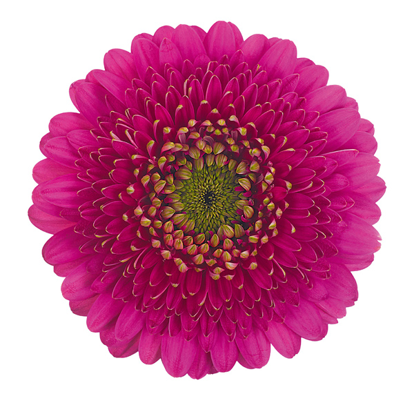 Gerbera Gerrondo - 10 Stems Hot Pink - Click Image to Close