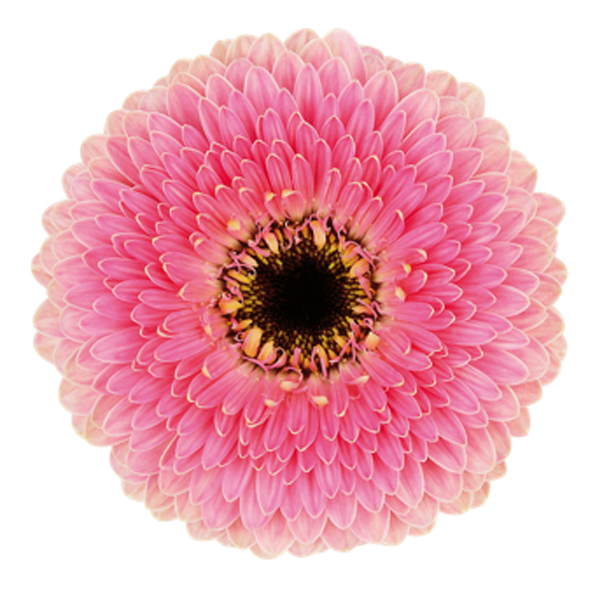 Gerbera Gerrondo - 10 Stems Medium Pink