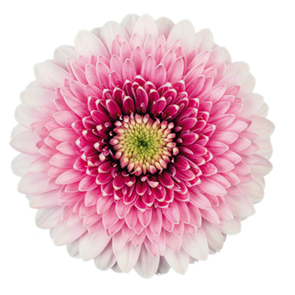 Gerbera Gerrondo - 10 Stems Light Pink - Click Image to Close