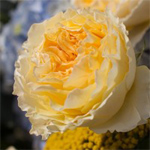 Beatrice Garden Roses
