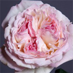 (image for) Garden Rose - Keira (David Austiin)
