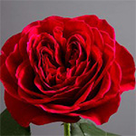 (image for) 12 Stems Darcy Garden Roses