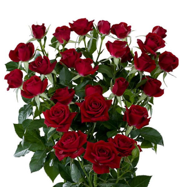 (image for) Red Spray Rose - Rubicon