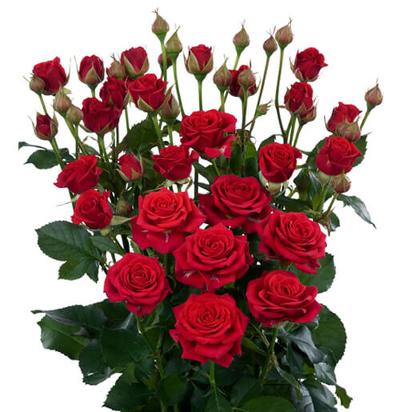 (image for) Red Spray Rose - Mirabella