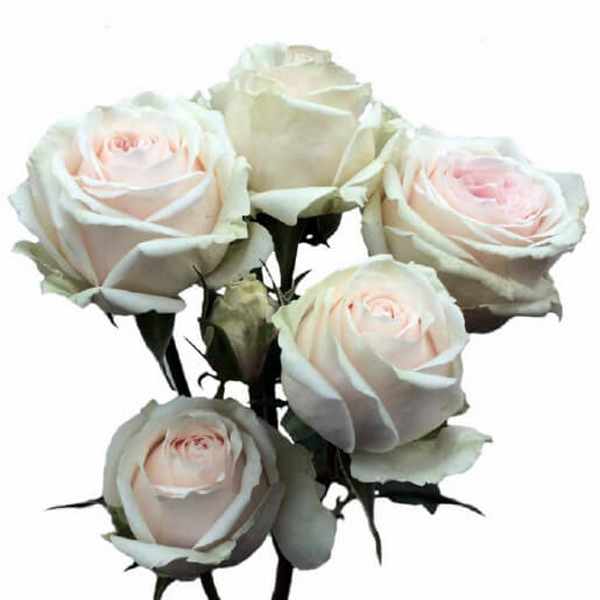 White/Slight Blush Spray Rose - Exclusive Sin