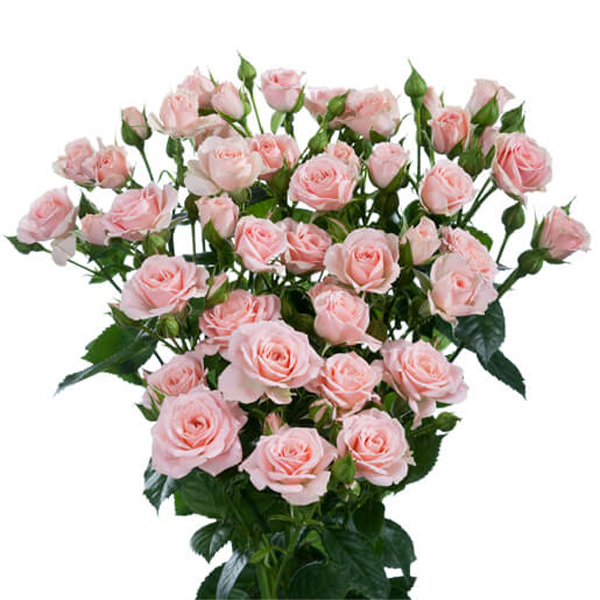 Light Pink Spray Rose - Lydia