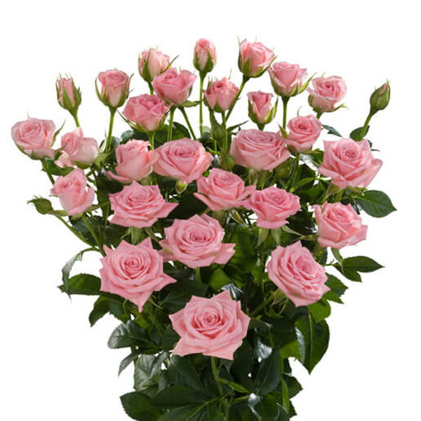 Light Pink Spray Rose - Odilla