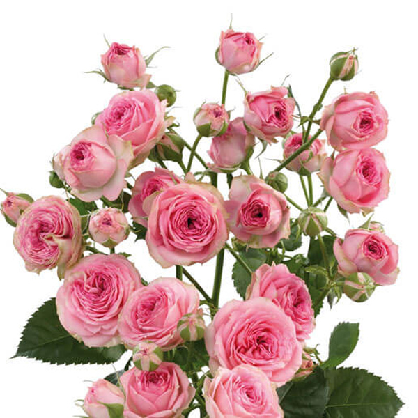 Bi-Color Pink Spray Rose - Super Sensation