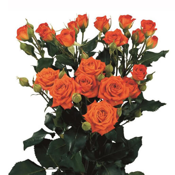 (image for) Orange Spray Rose - Babe