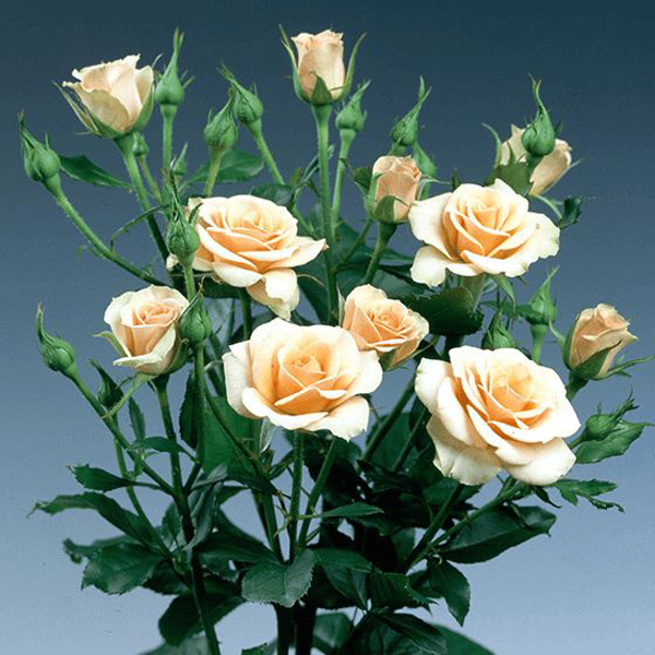 Peach Spray Rose Ilse 32.50 Portland Wholesale Florist