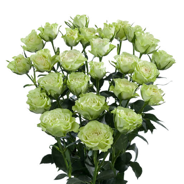 Pale Green Spray Rose - Luviana