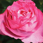 Garden Rose - Yves Piaget