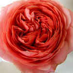 Garden Rose - Romantic Antike
