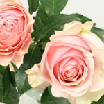 Garden Rose - Parle Moi