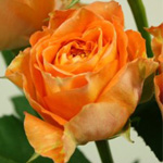 (image for) 12 Stems Orange Romantica Garden Roses