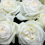 Garden Rose - Blanc de Blanc