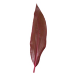 Ti Leaves - Red