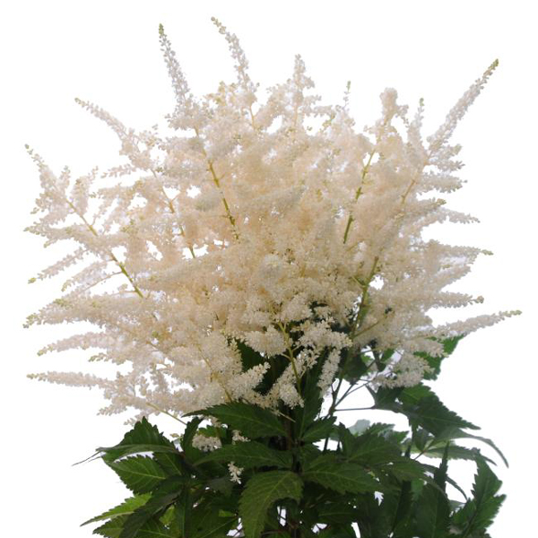 Astilbe - White