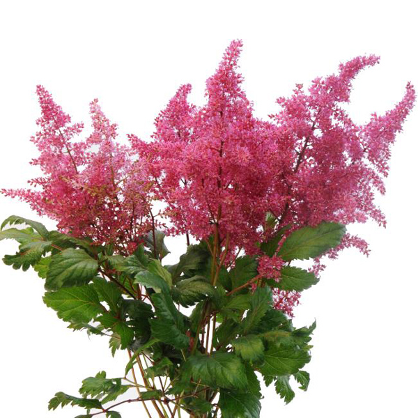 Astilbe - Dark Pink