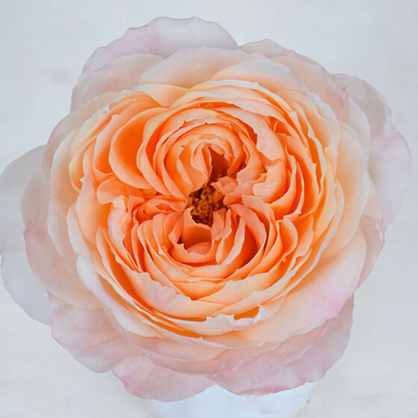 Garden Rose - Princess Aiko