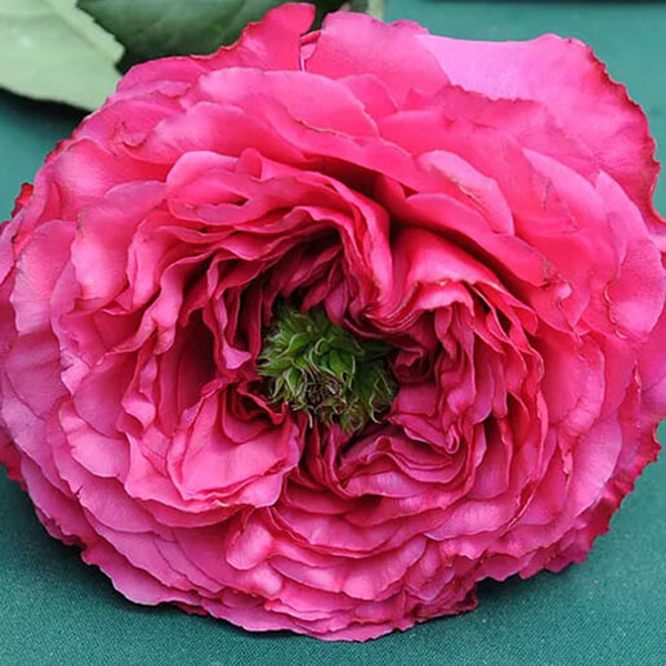 Garden Rose - Princess Kishi